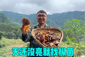 湖南大山扯乌枞菌的季节，全村都睡不着，天没亮就出发，收获满满视频封面