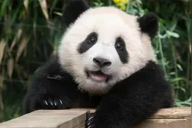 复刻福宝的玩偶3000元，嘴上都是爱，心里都是生意视频封面