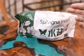 家庭养蝴蝶兰用什么土壤呢？园艺师教你，用水苔，轻便透气保水