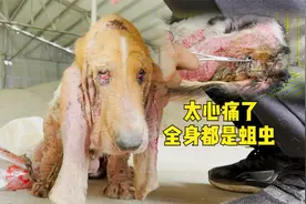含泪看完狗狗治疗！全身布满蛆虫一碰就掉，清创疼得全身哆嗦