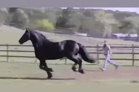 独一无二的6种奇特品种的马视频封面