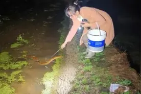 深夜农田夹黄鳝！刺激抓鱼惊叫不断
