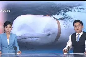 曾被疑是“间谍”的白鲸，在挪威海域神秘死亡