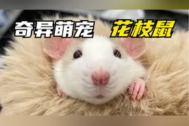 一只能当宠物养的鼠鼠，你会养吗