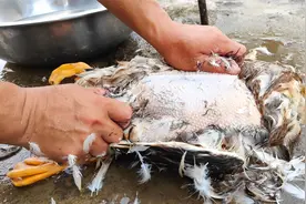 这才是拔鸭毛最快的方法，用食盐擦一下，鸭毛脱得又快又干净