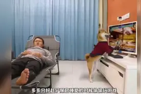 成了精的柴犬，每天跟铲屎官斗智斗勇视频封面