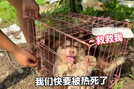 太气愤了，一窝阿拉斯加犬因残疾被遗弃，烈日下暴晒热的嗷嗷直叫