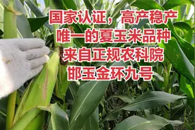 国家认证，高产稳产，唯一的夏玉米品种，来自正规农科院视频封面