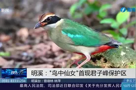 鸟类颜值天花板！“鸟中仙女”仙八色鸫首现君子峰保护区视频封面