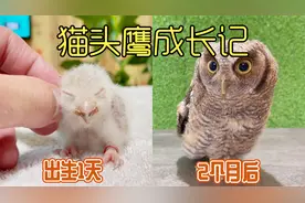 沉浸式养猫头鹰，记录卵孵化后60天成长过程，太可爱太好玩了视频封面