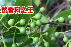 木姜子也叫山鸡椒，它被称为“香料之王”，价值厉害了！视频封面