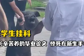 当农学院学长养的毕业论文，惨死在大一新生手中，那该有多绝望？视频封面