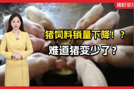 10月猪料销量环比下降，结束5个月环比增长！对猪价意味着什么？视频封面
