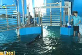 身体功能正恢复  在三亚搁浅的鲸鱼即将搬新家视频封面