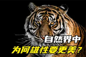 为何自然界中雄性更美？一定要看到最后！