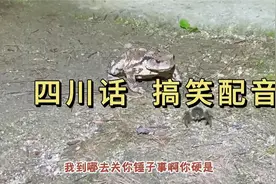 笑到肚子痛！四川话魔性配音：“s赖克宝，夹死你个龟儿！”