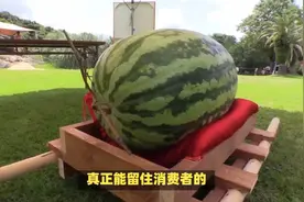 世界最大西瓜，300多斤和猪有的一拼，切开一看瞬间笑了视频封面