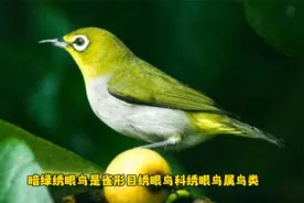 @绣眼鸟介绍视频封面