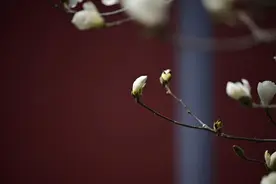 沈阳北塔公园玉兰花视频封面