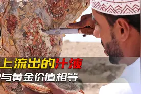 这里树上流出的汁液，凝固后与黄金价值相等，是当地人的生活来源