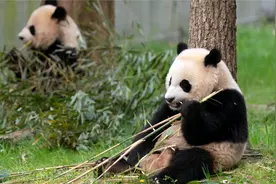 旅美大熊猫“美香”一家三口已坐上回国飞机 旅程约19个小时视频封面