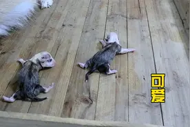 母爱真伟大：小奶狗出生了，嘤嘤叫的像壁虎爬行，好可爱