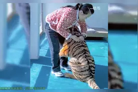 硬是把老虎养成了大猫！ 大老虎京京打针委屈找奶妈要抱抱