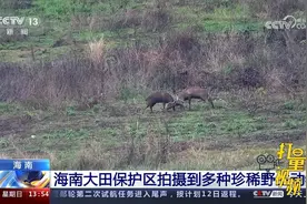 海南大田保护区拍摄到多种珍稀野生动物，包括海南坡鹿等视频封面