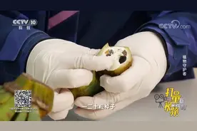 野生的芭蕉从外形上看和人工芭蕉很相似，它们内部会有什么区别？视频封面
