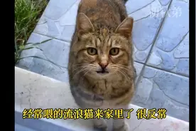 聪明的猫咪知道受伤了来求助经常投喂它的好心人视频封面