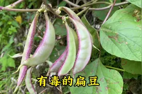 扁豆富含天然毒素，不可生食，怎样吃才安全呢？