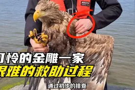 金雕觅食折翅落水，还留下两只嗷嗷待哺的幼崽，小哥冒险暖心救援视频封面