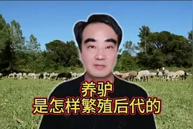 驴子是怎样繁殖后代的？带你一起来了解