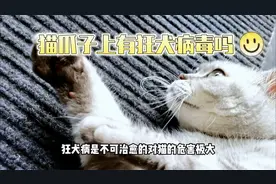 狂犬病是不可治愈的，对猫的危害极大，那猫爪子上有狂犬病毒么