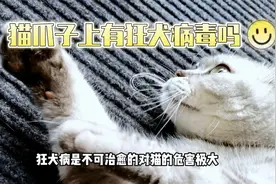 狂犬病是不可治愈的，对猫的危害极大，那猫爪子上有狂犬病毒么视频封面