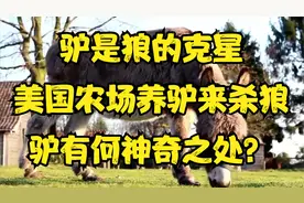 驴是狼的克星？美国农场养驴来杀狼，驴有何神奇之处？视频封面