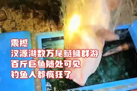 震撼！汉源湖数万尾鲢鳙群游，百斤巨鱼随处可见，钓鱼人都疯狂了