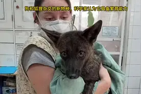 狗和狐狸杂交的新物种，科学家认为它具备繁育能力视频封面