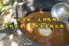 “花生麸”这样发酵真的不臭！超简单自制氨基酸水肥视频封面