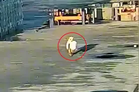 洪水过后狗狗衔大鹅安全归来，一路小跑奔回家 狗子:这家没我得散视频封面