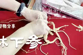 东北的珍惜药材，被誉为“百草之王”的人参，20多年的林下环境视频封面