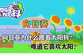 25 自然知识：向日葵为什么跟着太阳转？难道它喜欢太阳？视频封面
