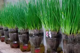 塑料瓶种葱，不用浇水，超省心！视频封面