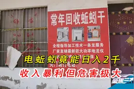 电击蚯蚓一天捉50斤，卖掉轻松日入2千，专家：灭绝式捕杀危害大视频封面