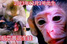 琥珀猴群王后艾普润生娃，是一只大眼睛小公猴，脐带依然留得很长视频封面