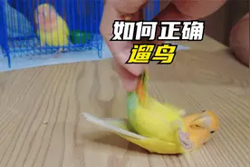 怎么才能让鹦鹉粘人？首先你要学会溜它。溜的溜的就啥也会了。