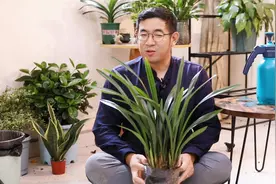 兰花怎么养？园艺师教你，兰花的详细养护技巧视频封面