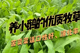 苦荬菜养鹅，适口性好，能直接喂，消化率高，可多次收割视频封面