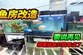 100天鱼房地下室改造计划启动，所有猛鱼缸全部换新，快来看看视频封面