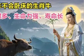 晚年不会卧床的生肖牛，钱财多、生命力强、寿命长视频封面